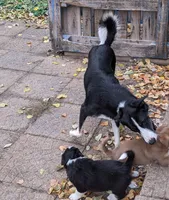 Puppy 3, a female Border Collie for sale in Westfield, WI – Photo 9 of 10