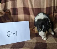 Puppy 3, a female Border Collie for sale in Westfield, WI – Photo 6 of 10