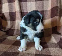 Puppy 3, a female Border Collie for sale in Westfield, WI – Photo 4 of 10