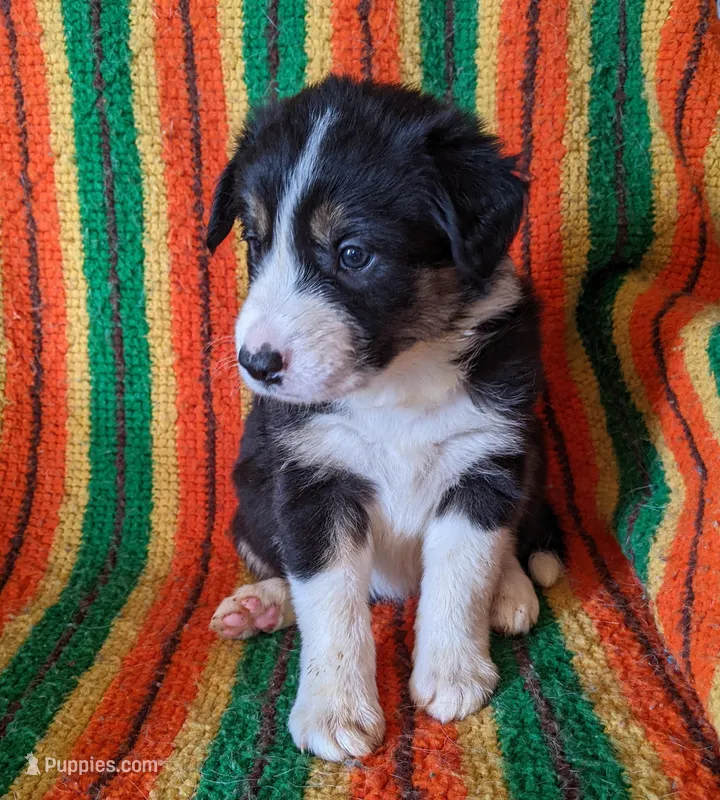 Puppy 3 – Border Collie puppy for sale in Westfield, WI