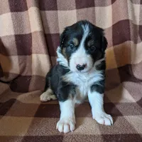 Puppy 3, a female Border Collie for sale in Westfield, WI – Photo 5 of 10