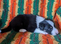 Puppy 6 (Black Male), a male Border Collie for sale in Westfield, WI – 2 of 10