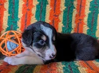 Puppy 4 (Black Female), a female Border Collie for sale in Westfield, WI – 6 of 10