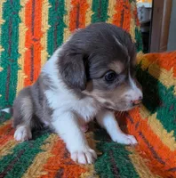 Puppy 1 (Brown Female), a female Border Collie for sale in Westfield, WI – 8 of 10