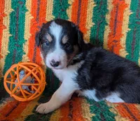 Puppy 4 (Black Female), a female Border Collie for sale in Westfield, WI – 2 of 10