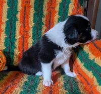 Puppy 6 (Black Male), a male Border Collie for sale in Westfield, WI – 4 of 10