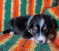 Puppy 5 (Black Male), a male Border Collie for sale in Westfield, WI – 2 of 10