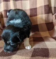 Puppy 2, a male Border Collie for sale in Westfield, WI – Photo 5 of 10