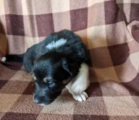 Puppy 2, a male Border Collie for sale in Westfield, WI – Photo 4 of 10