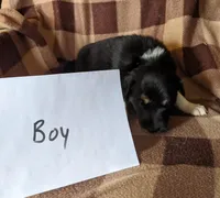 Puppy 2, a male Border Collie for sale in Westfield, WI – Photo 6 of 10