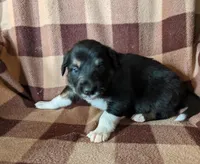 Puppy 2, a male Border Collie for sale in Westfield, WI – Photo 1 of 10