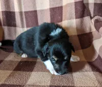 Puppy 2, a male Border Collie for sale in Westfield, WI – Photo 3 of 10