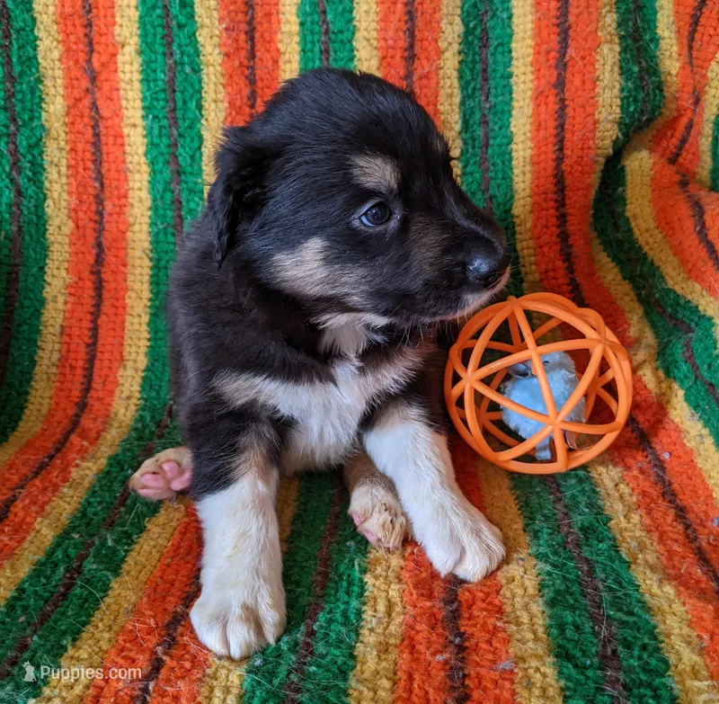 Puppy 2 – Border Collie puppy for sale in Westfield, WI