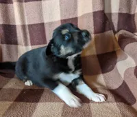 Puppy 2, a male Border Collie for sale in Westfield, WI – Photo 2 of 10