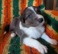 Puppy 2 (Brown Male), a male Border Collie for sale in Westfield, WI – 3 of 10