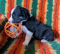 Puppy 6 (Black Male), a male Border Collie for sale in Westfield, WI – 9 of 10