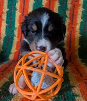 Puppy 5 (Black Male), a male Border Collie for sale in Westfield, WI – 8 of 10
