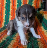 Puppy 1 (Brown Female), a female Border Collie for sale in Westfield, WI – 9 of 10