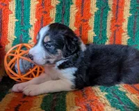 Puppy 4 (Black Female), a female Border Collie for sale in Westfield, WI – 7 of 10