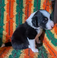 Puppy 6 (Black Male), a male Border Collie for sale in Westfield, WI – 6 of 10