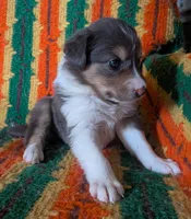 Puppy 1 (Brown Female), a female Border Collie for sale in Westfield, WI – 5 of 10