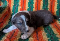 Puppy 2 (Brown Male), a male Border Collie for sale in Westfield, WI – 10 of 10