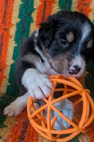 Puppy 5 (Black Male), a male Border Collie for sale in Westfield, WI – 6 of 10