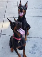 Luna, a female Doberman Pinscher for sale in Bakersfield, CA – Photo 3 of 8