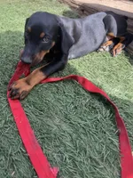 Luna, a female Doberman Pinscher for sale in Bakersfield, CA – Photo 6 of 8