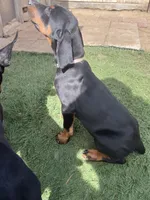 Luna, a female Doberman Pinscher for sale in Bakersfield, CA – Photo 2 of 8