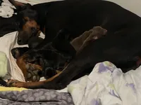 Luna, a female Doberman Pinscher for sale in Bakersfield, CA – Photo 4 of 8