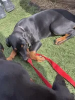 Luna, a female Doberman Pinscher for sale in Bakersfield, CA – Photo 5 of 8