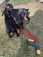 Luna, a female Doberman Pinscher for sale in Bakersfield, CA – Photo 8 of 8