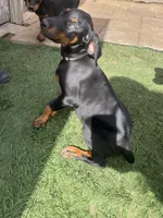 Luna, a female Doberman Pinscher for sale in Bakersfield, CA – Photo 1 of 8