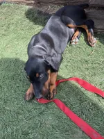 Luna, a female Doberman Pinscher for sale in Bakersfield, CA – Photo 7 of 8