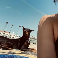 Bambi, a female Doberman Pinscher for sale in Bakersfield, CA – Photo 8 of 9