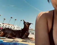 Lilly, a female Doberman Pinscher for sale in Bakersfield, CA – Photo 6 of 8