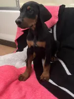 Lilly, a female Doberman Pinscher for sale in Bakersfield, CA – Photo 8 of 8