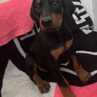 Bambi, a female Doberman Pinscher for sale in Bakersfield, CA – Photo 3 of 9