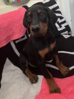 Lilly, a female Doberman Pinscher for sale in Bakersfield, CA – Photo 1 of 8