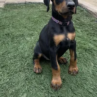 Bambi, a female Doberman Pinscher for sale in Bakersfield, CA – Photo 5 of 9