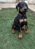 Lilly, a female Doberman Pinscher for sale in Bakersfield, CA – Photo 3 of 8