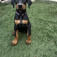 Bambi, a female Doberman Pinscher for sale in Bakersfield, CA – Photo 7 of 9