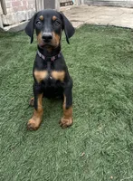 Lilly, a female Doberman Pinscher for sale in Bakersfield, CA – Photo 5 of 8