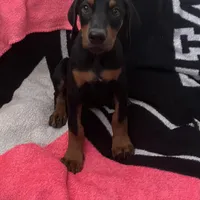 Bambi, a female Doberman Pinscher for sale in Bakersfield, CA – Photo 4 of 9