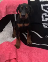 Lilly, a female Doberman Pinscher for sale in Bakersfield, CA – Photo 2 of 8