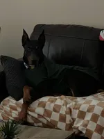 Lilly, a female Doberman Pinscher for sale in Bakersfield, CA – Photo 7 of 8