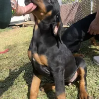 Bambi, a female Doberman Pinscher for sale in Bakersfield, CA – Photo 2 of 9