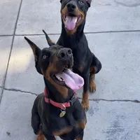 Bambi, a female Doberman Pinscher for sale in Bakersfield, CA – Photo 6 of 9