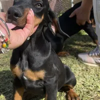 Bambi, a female Doberman Pinscher for sale in Bakersfield, CA – Photo 1 of 9